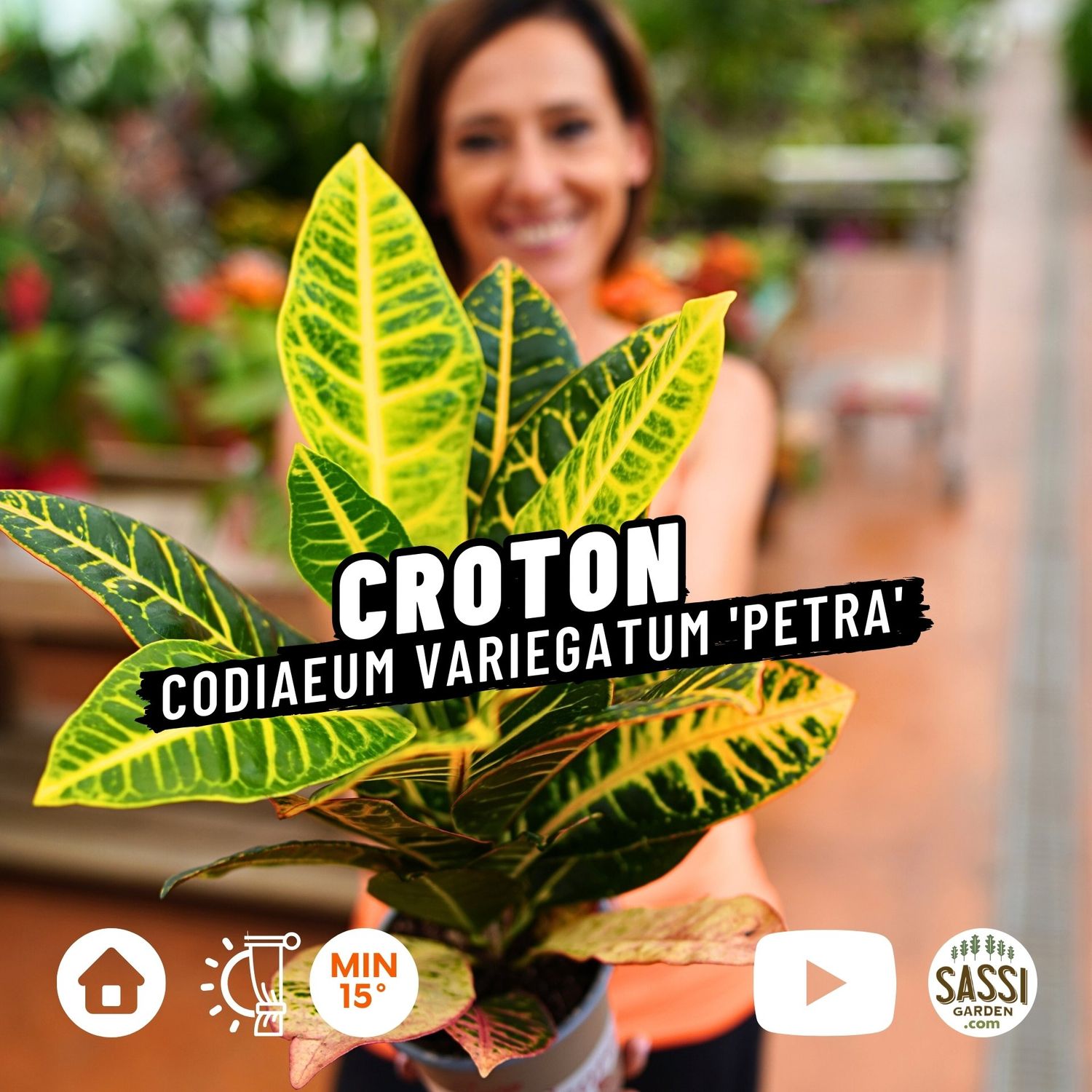 Croton Petra, Codiaeum variegatum &#39;Petra&#39; -  vaso Ø13 cm