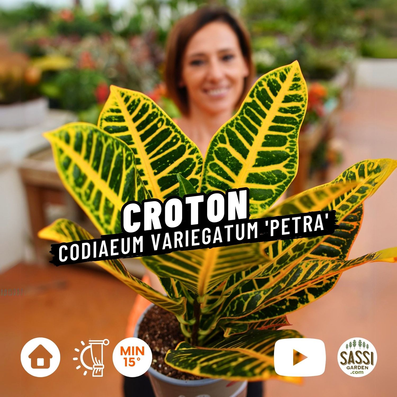 Croton Petra, Codiaeum variegatum &#39;Petra&#39; - vaso Ø17 cm