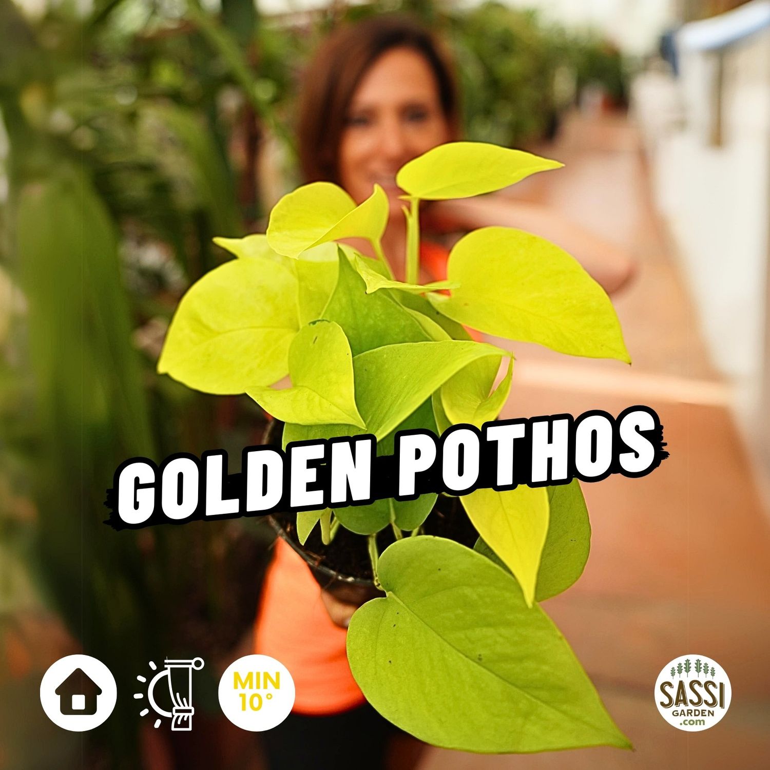 Potus Gold, Epipremnun pinnatum &#39;Golden Pothos&#39;, Scindapsus, Potos, Photus - vaso Ø12 cm