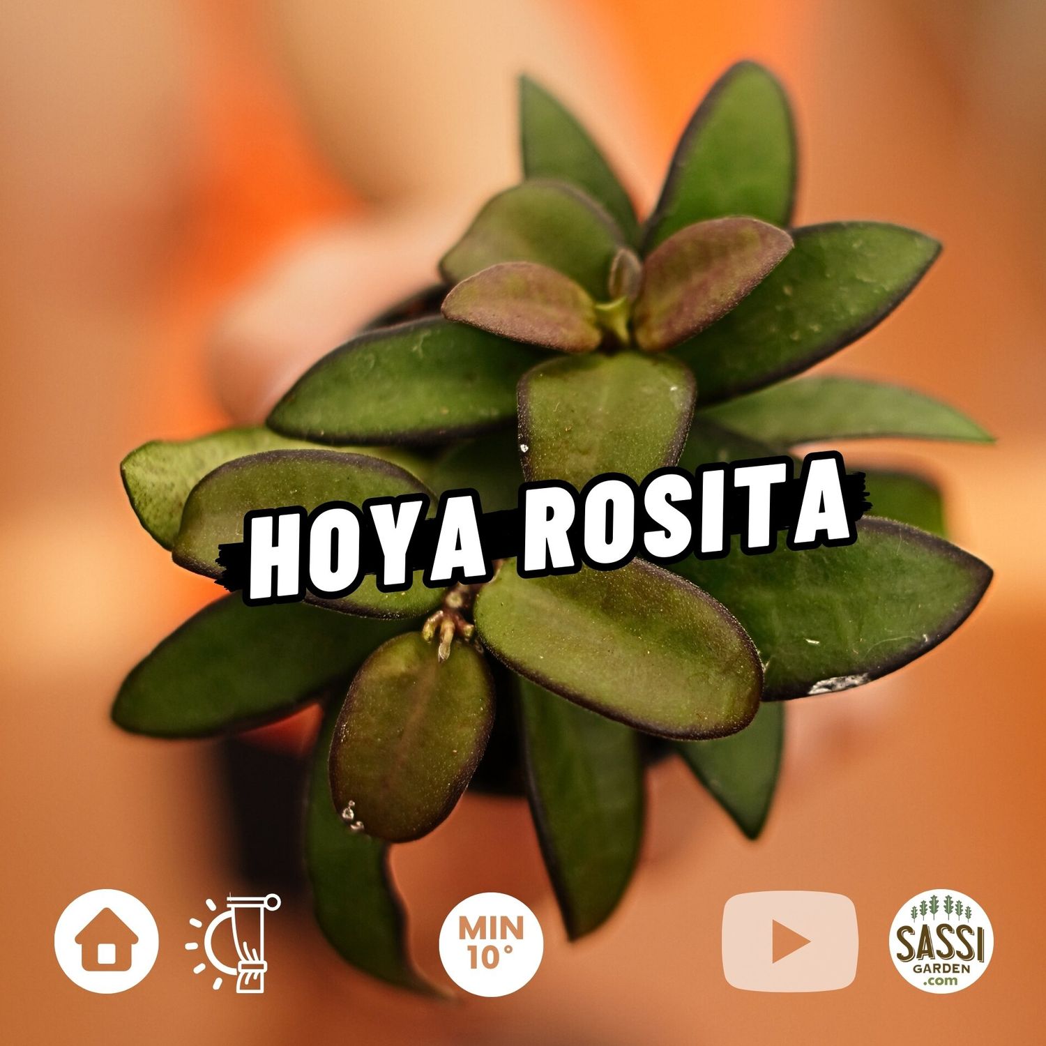 Hoya Rosita - vaso Ø6 cm