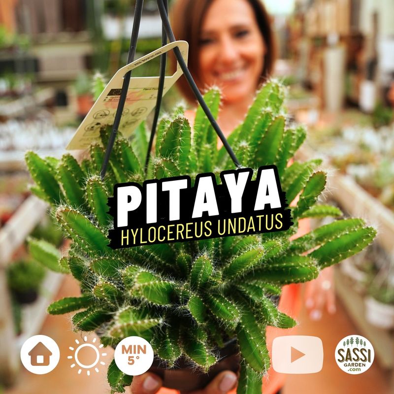 Pitahaya, Pitaya, Frutto del drago, Hylocereus undatus, Pitaia - vaso Ø14 cm