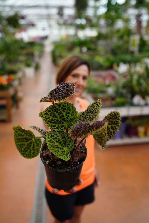 Begonia Masoniana Ferox - vaso Ø12 cm, h 25-30 cm