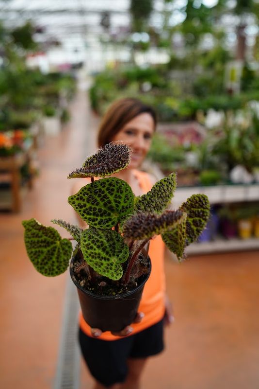 Begonia Masoniana Ferox - vaso Ø12 cm, h 25-30 cm