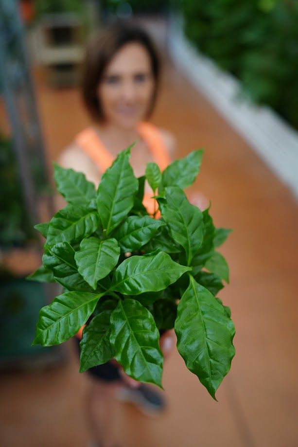 Pianta del Caffè, Coffea Arabica - vaso Ø12 cm