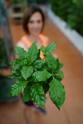 Pianta del Caffè, Coffea Arabica - vaso Ø12 cm