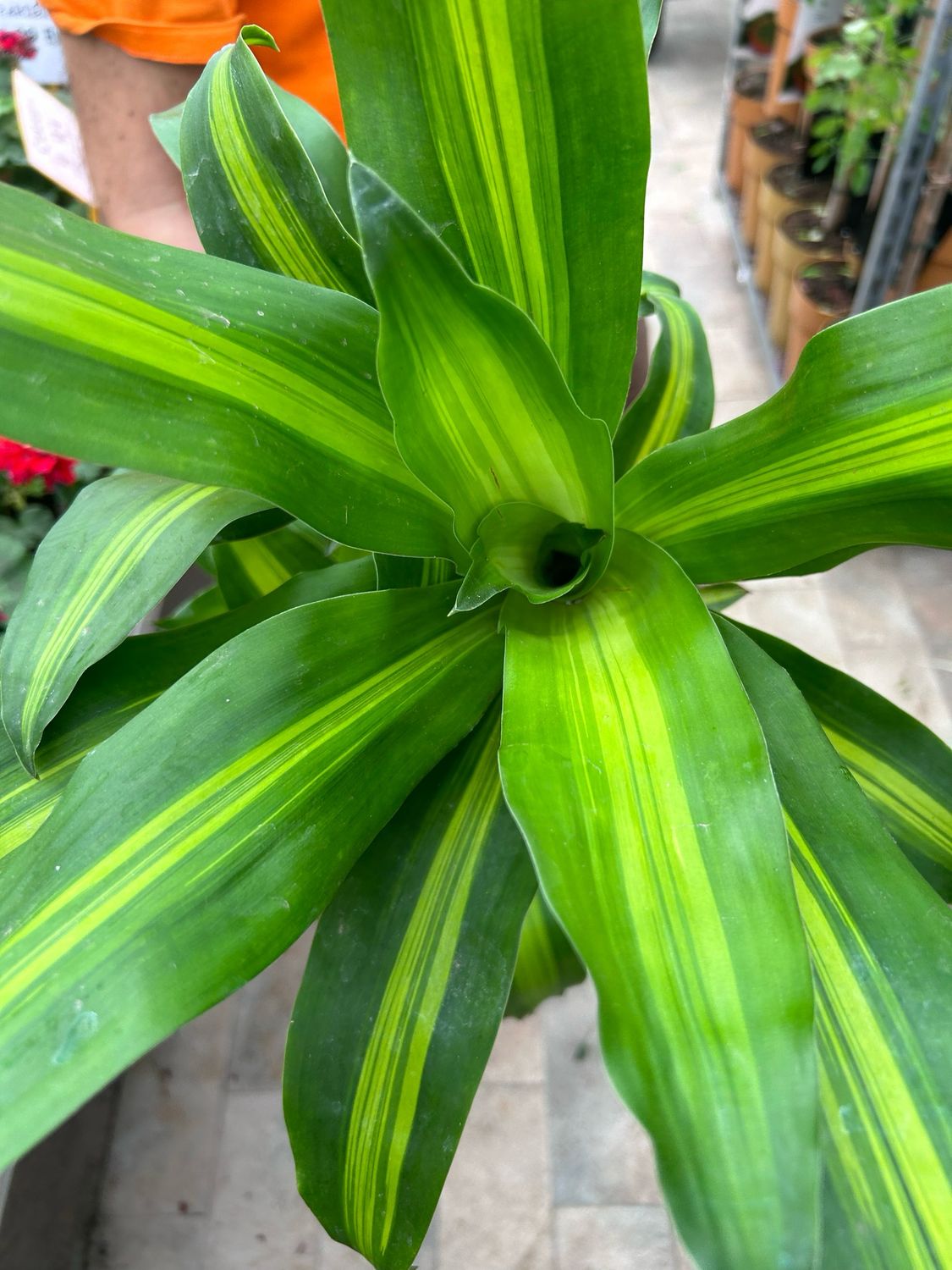 Dracena, Dracaena fragrans &#39;Massangeana&#39; - vaso Ø17 cm