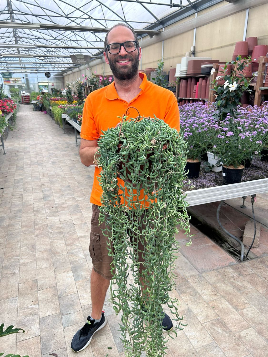 Pianta Rosario, Collana di Banane, Senecio radicans &#39;String of Bananas&#39; - vaso Ø25 cm