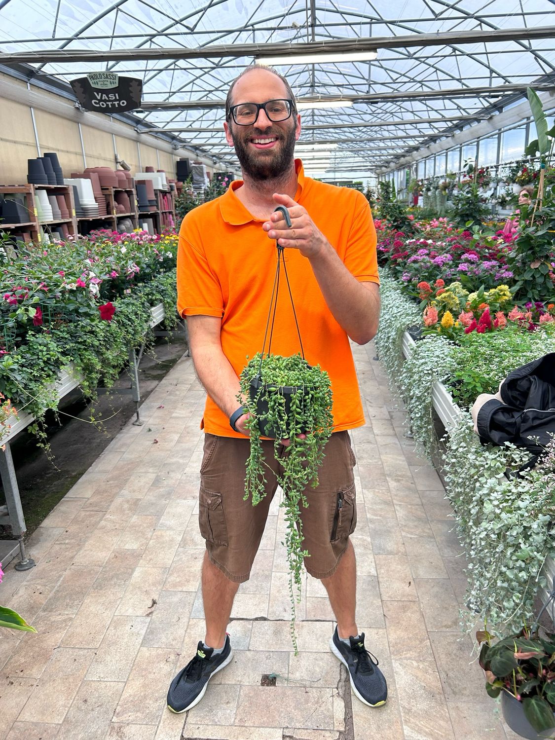 Senecio Herreianus, Pianta Rosario - vaso Ø17 cm