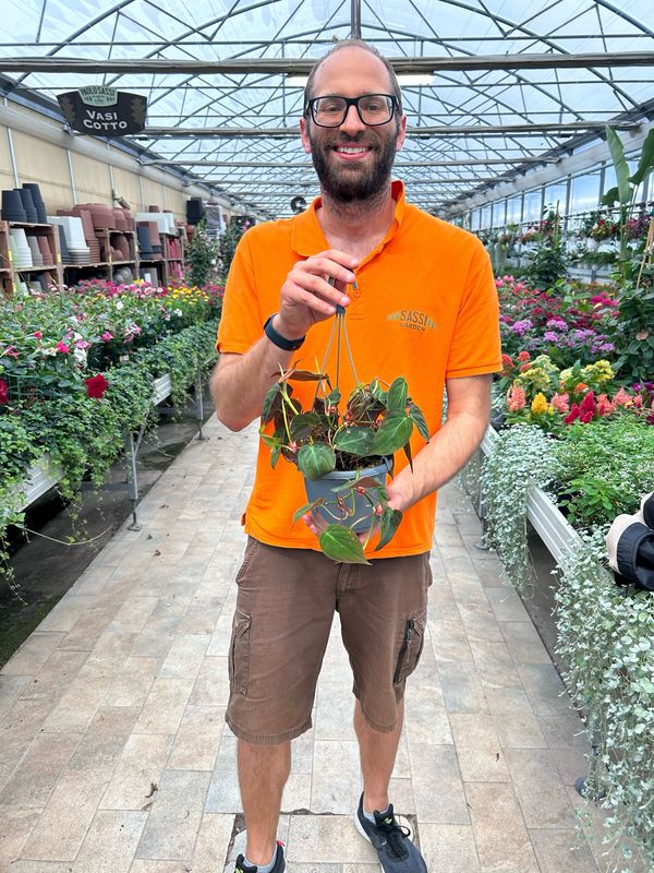 Philodendron Scandens "Micans", Filodendro Vellutino - Basket Ø15 cm Philodendron Scandens "Micans", Filodendro Vellutino - Basket Ø15 cm