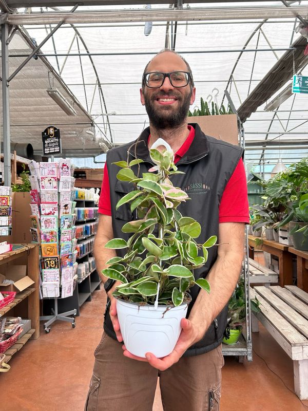 Hoya carnosa 'Albomarginata',  Fiore di cera - basket Ø18 cm