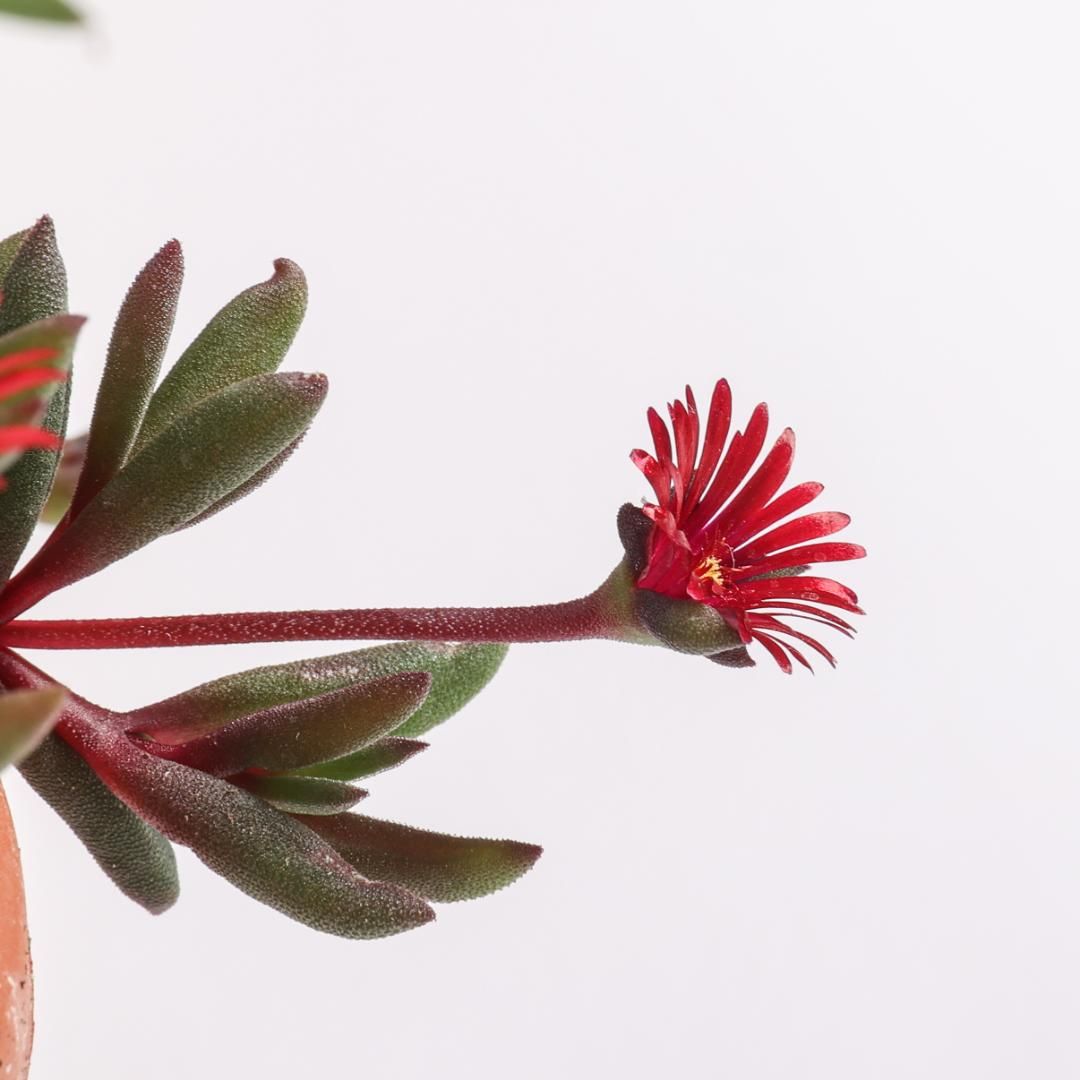 Delosperma 'Desert Dancers' fiore ROSSO - vaso Ø14 cm