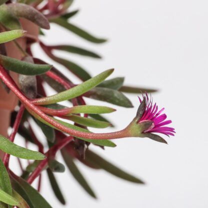 Delosperma &#39;Desert Dancers&#39; fiore VIOLA - vaso Ø14 cm