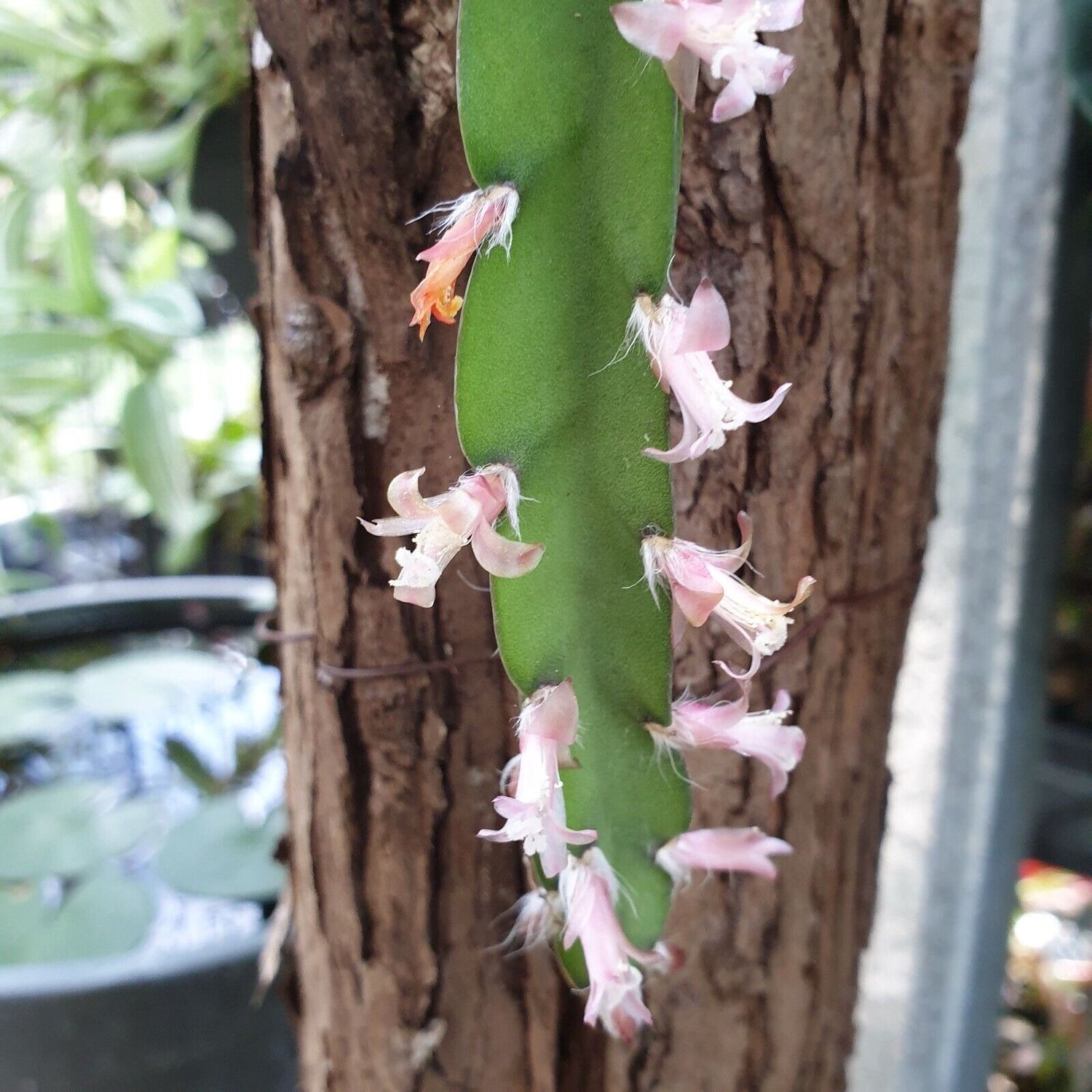 Rhipsalis cruciformis - vaso Ø14 cm