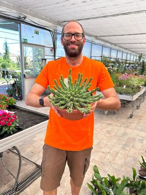 Euphorbia inermis - vaso Ø25 cm