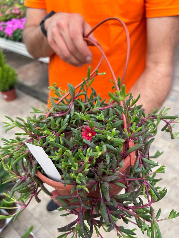 Delosperma &#39; Desert Dancers &#39; - Vaso 14 cm ( fiore Rosso )