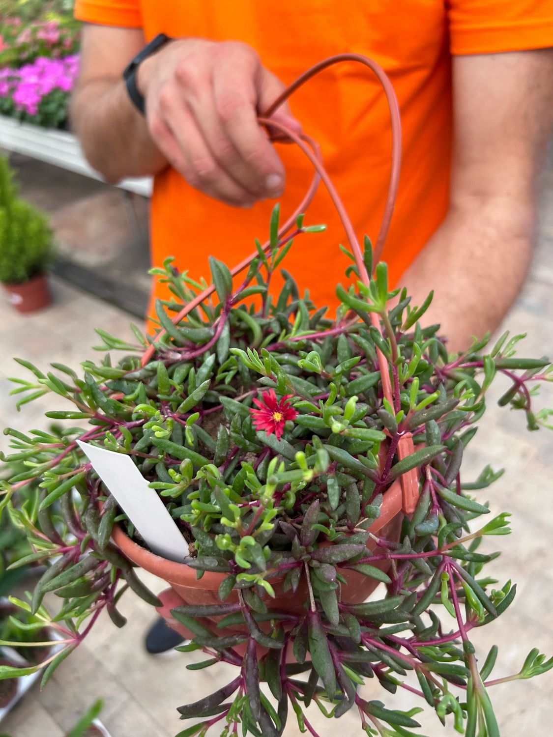 Delosperma &#39;Desert Dancers&#39; fiore ROSSO - vaso Ø14 cm