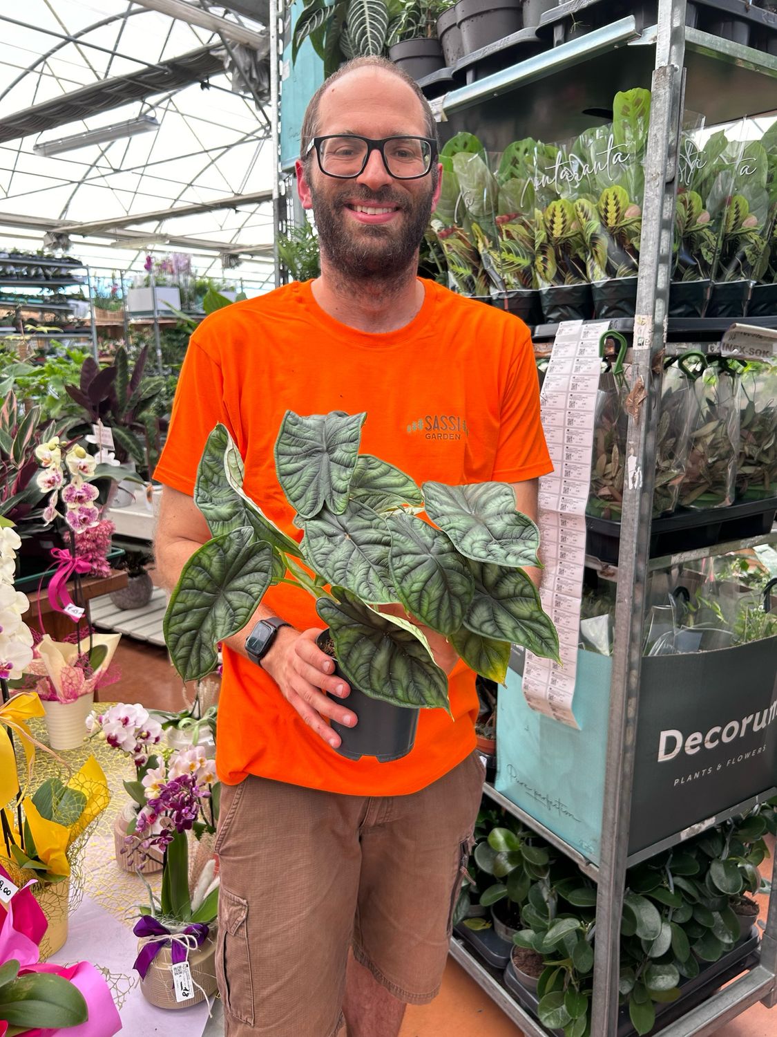 Alocasia Baginda &#39;Dragon Scale&#39; - vaso Ø13 cm