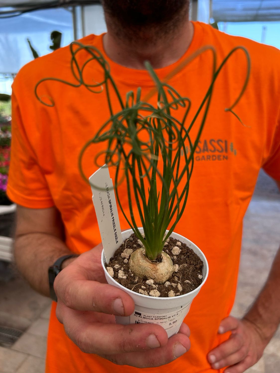 Albuca spiralis, Cipolla delle frattaglie - vaso Ø7.5 cm