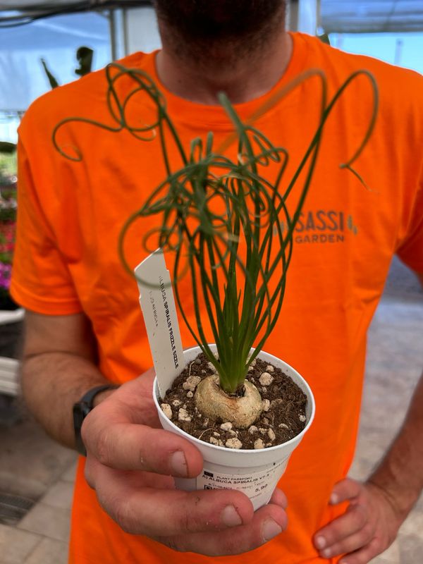 Albuca spiralis, Cipolla delle frattaglie - vaso Ø7.5 cm