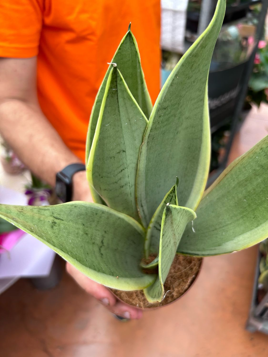 Sanseveria trifasciata &#39;Snow White&#39; - vaso Ø12 cm