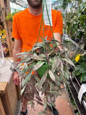 Hoya sigillatis - basket Ø14 cm