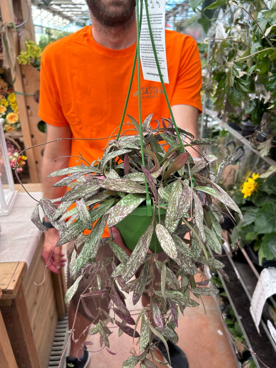Hoya sigillatis - basket Ø14 cm