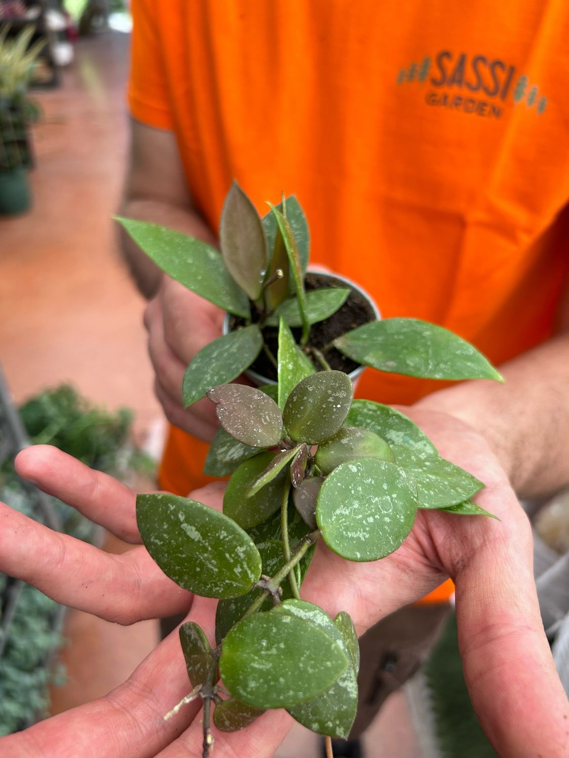 Hoya gracilis vaso 6 Fiore di cera