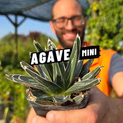 AGAVE MINI