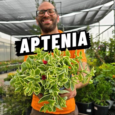 APTENIA