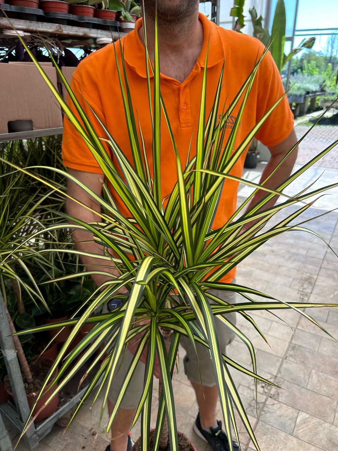 Dracena marginata &#39;Sunray&#39;, Dracaena - vaso Ø17 cm