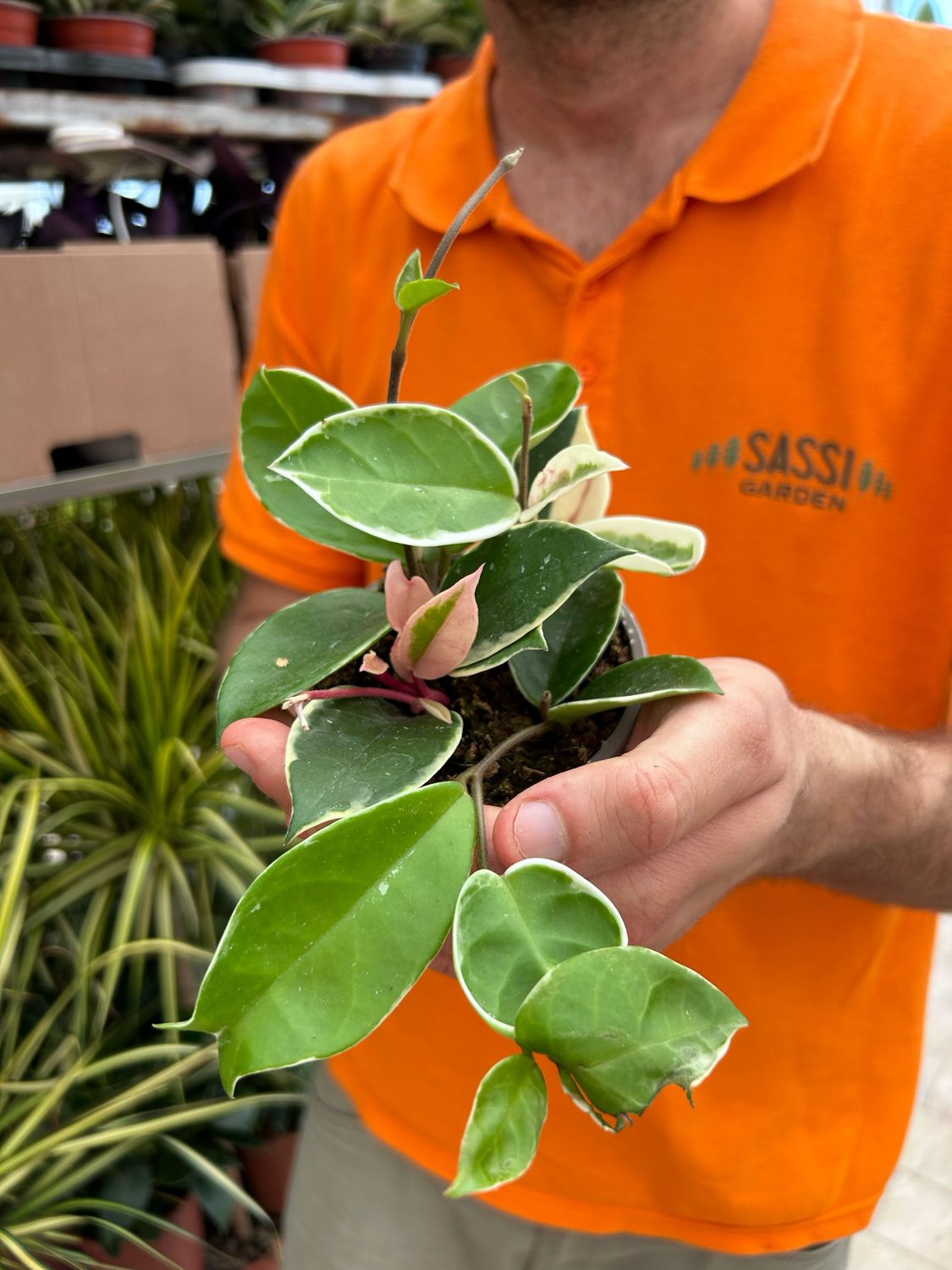 Hoya carnosa &#39;Krimson Queen&#39;, Fiore di Cera - vaso Ø10 cm