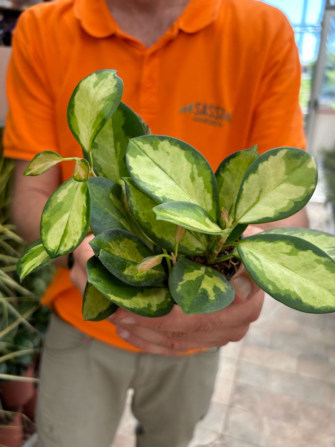 Hoya australis &#39;Lisa&#39;, Fiore di cera - vaso Ø10 cm