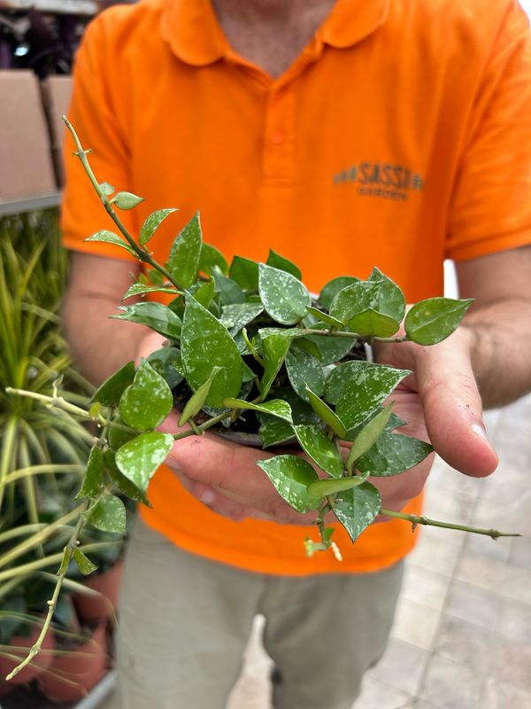 Hoya Krohniana &#39;Splash&#39; - vaso Ø10 cm