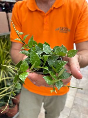 Hoya Krohniana &#39;Splash&#39; - vaso Ø10 cm