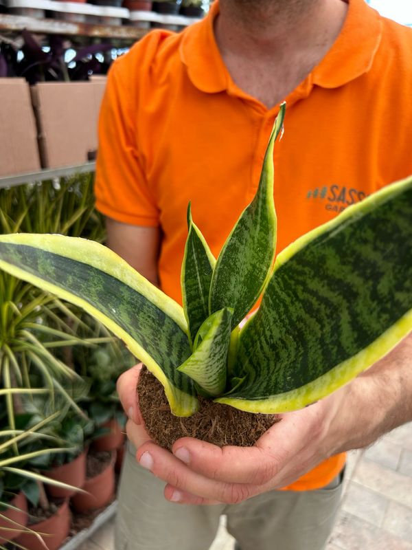 Sansevieria trifasciata 'Laurentii', Sansevieria Laurentii , Lingua di Suocera, Pianta serpente, Snake Plant - vaso Ø9 cm, h 27 cm Superba