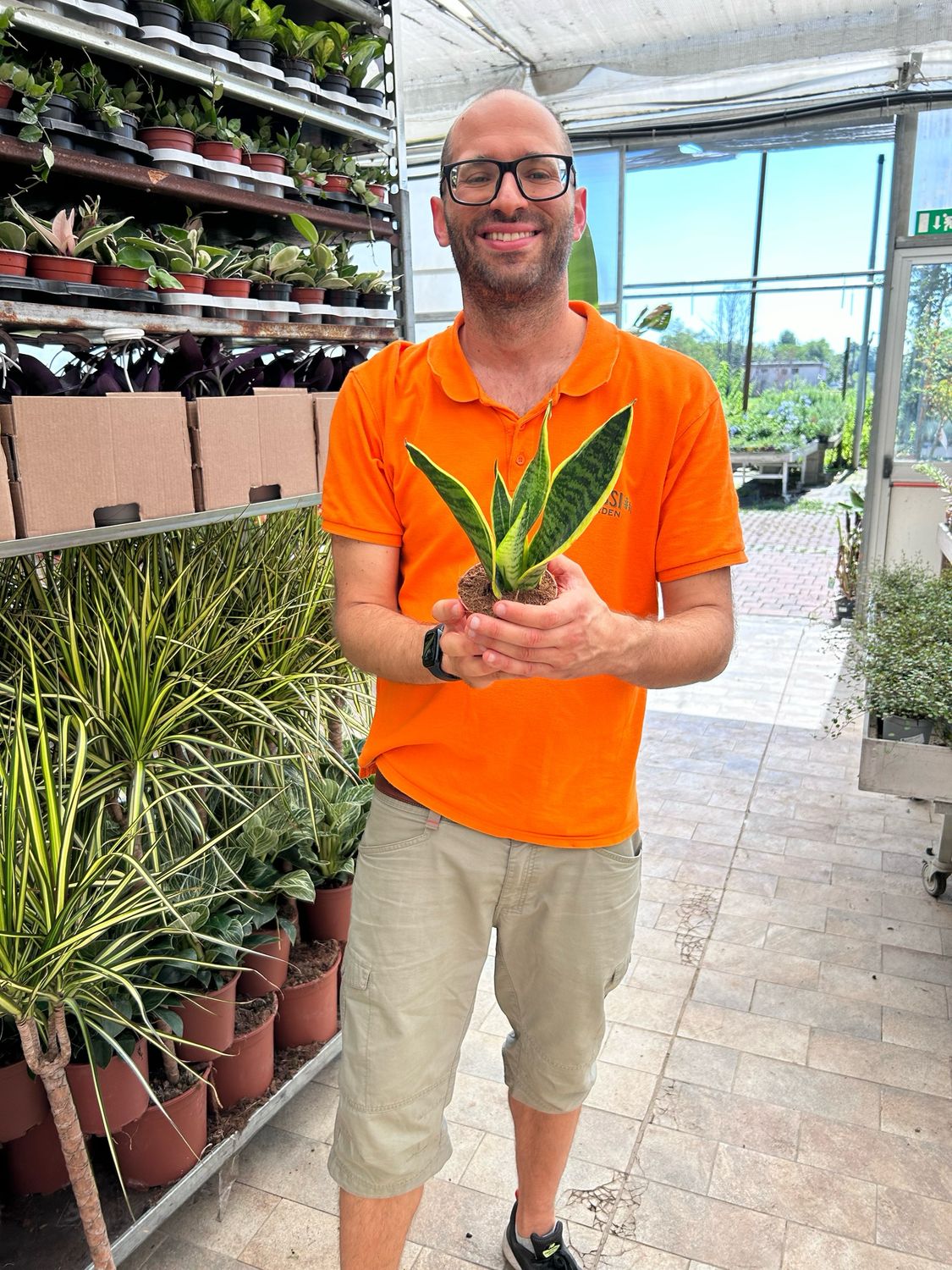 Sansevieria trifasciata &#39;Laurentii&#39;, Sansevieria Laurentii , Lingua di Suocera, Pianta serpente, Snake Plant - vaso Ø10 cm, h 27 cm