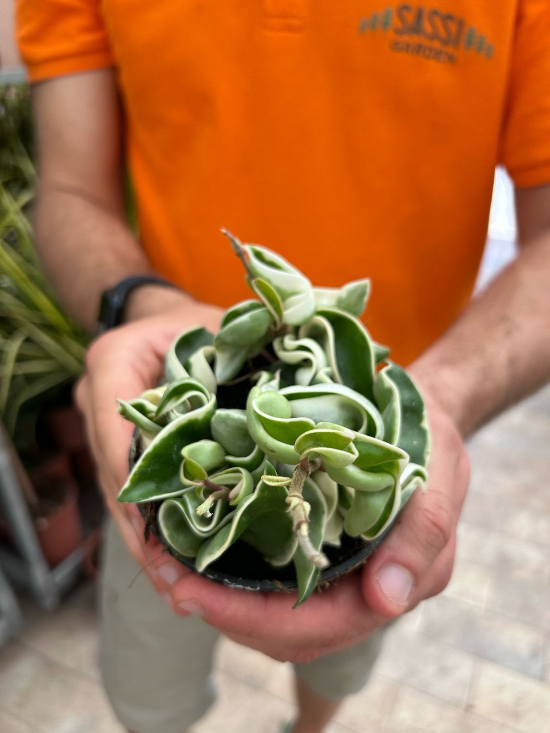 Hoya carnosa &#39;Compacta Variegata&#39;, Fiore di Cera - vaso Ø10 cm