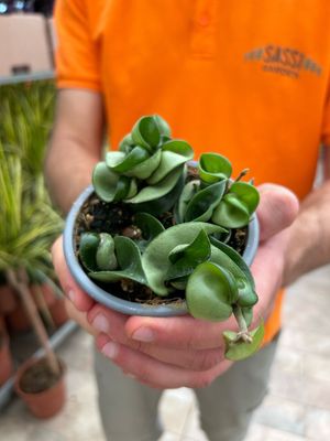 Hoya carnosa compacta, Hoya Hindu Rope - vaso Ø9 cm