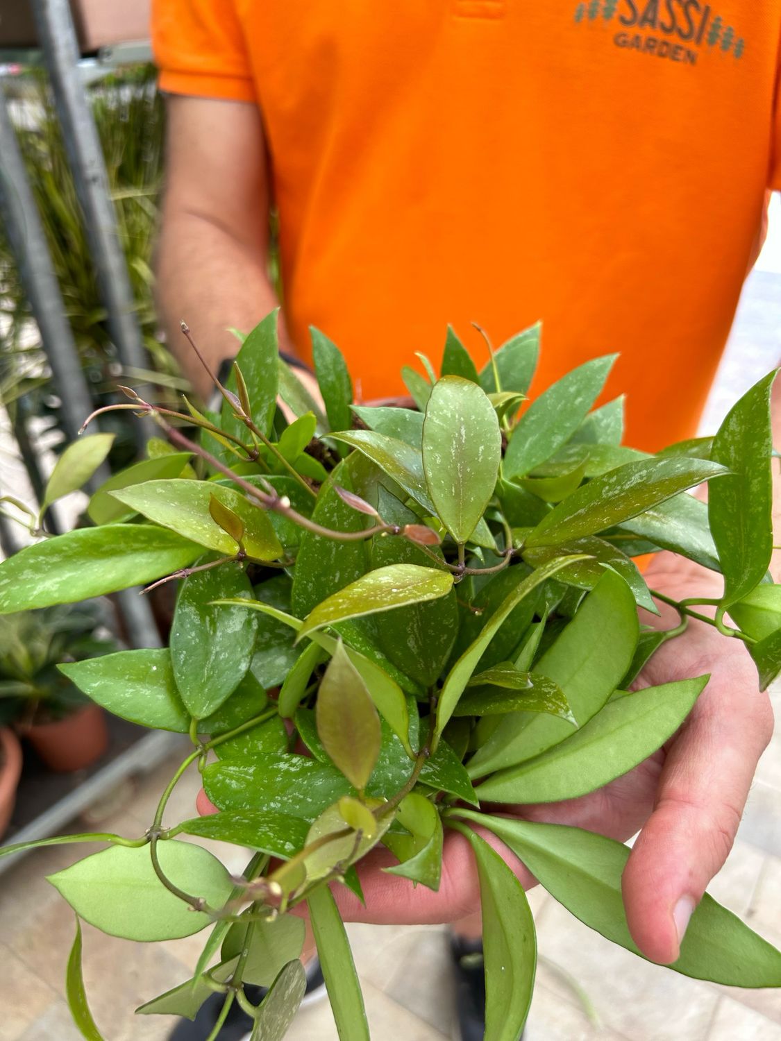 Hoya gracilis, Fiore di cera - vaso Ø15 cm