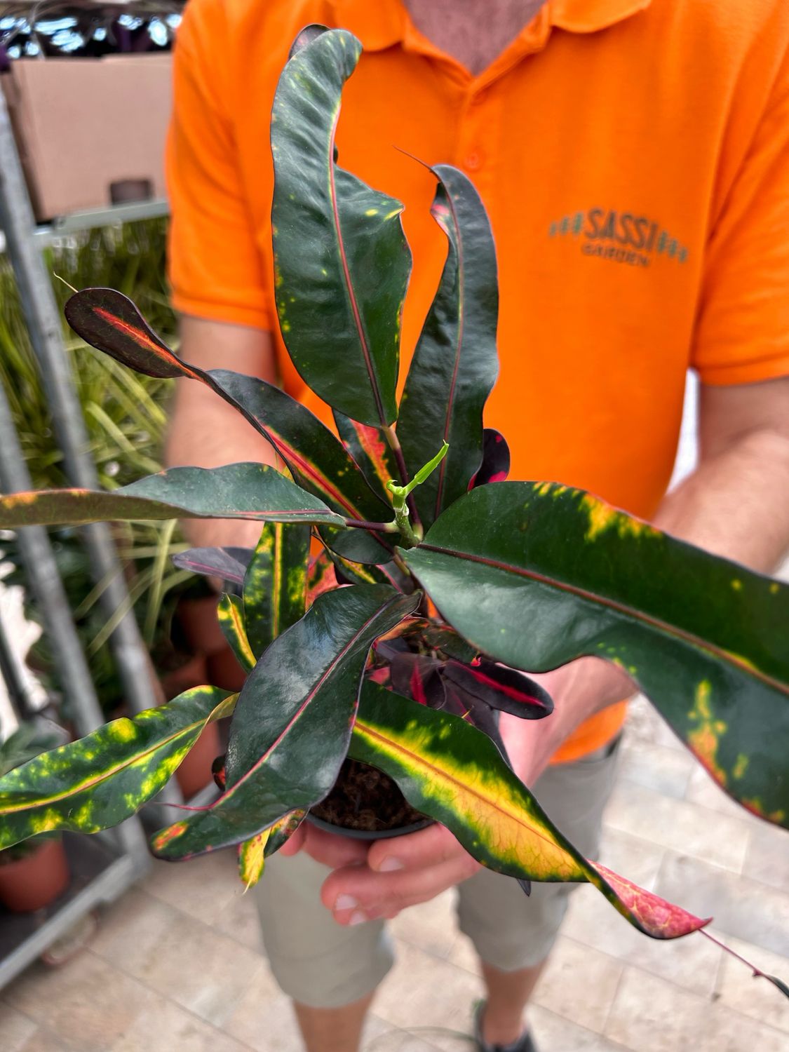 Croton, Codiaeum variegatum &#39;Mammy&#39; - vaso Ø10 cm