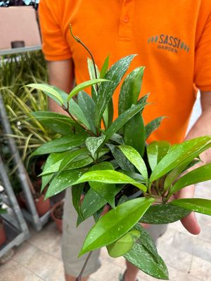 Hoya pubicalyx 'Speckled' - vaso Ø15 cm Hoya pubicalyx 'Speckled' - vaso Ø15 cm