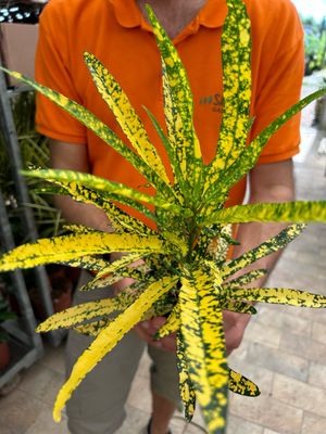 Croton, Codiaeum variegatum &#39;Gold Dust&#39; - vaso Ø10 cm