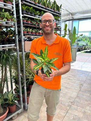 Croton Codiaeum Sunny Star - vaso Ø10 cm