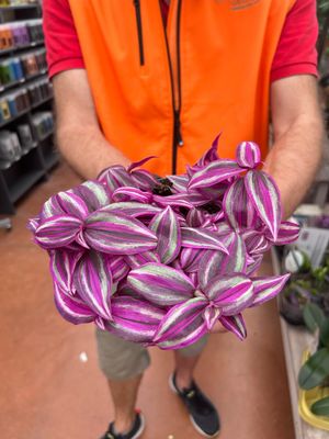 Tradescantia Pink Paradise, Erba Miseria, Tradescanzia - vaso Ø12 cm