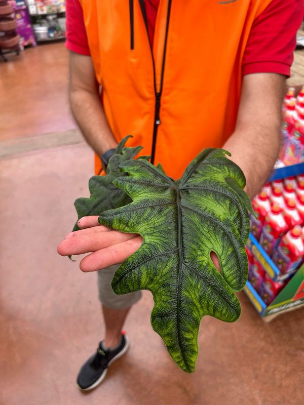 Alocasia &#39;Jacklyn&#39; - vaso Ø12 cm