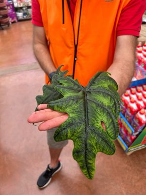 Alocasia 'Jacklyn' - vaso Ø14 cm Alocasia 'Jacklyn' - vaso Ø14 cm