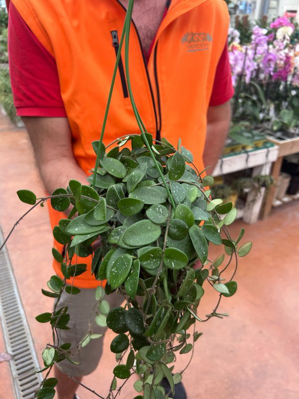 Hoya Mathilde, Fiore di Cera (incrocio fra Hoya serpens e Hoya carnosa spp) - vaso Ø14 cm