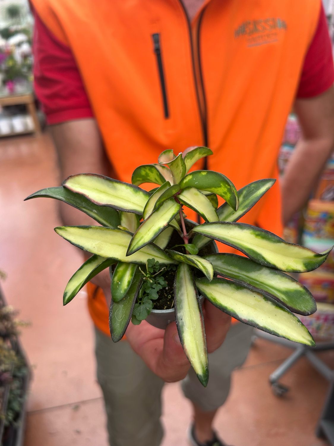 Hoya wayetii tricolor - vaso Ø6 cm