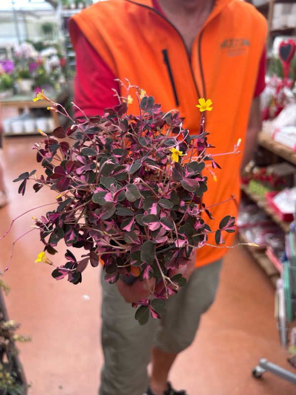 Oxalis spiralis ssp. vulcanicola &#39;Pink&#39; - vaso Ø10 cm