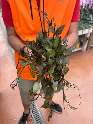 Hoya krohniana &#39;Black Leaves&#39; - vaso Ø12 cm